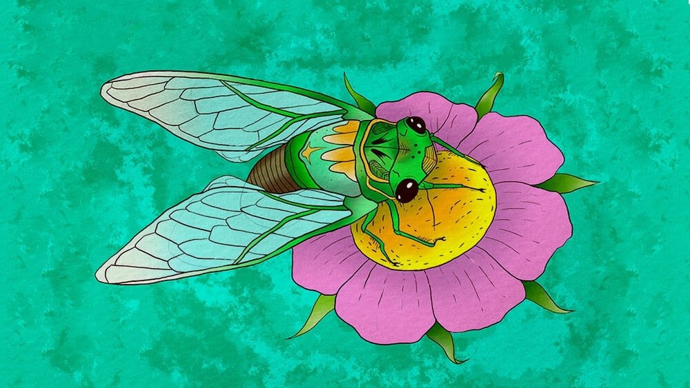 Sự tích con Ve Sầu