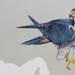 Truyện ngụ ngôn Đại Bàng và Con Chim Sẻ