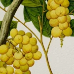 Truyện cổ tích Sự tích quả Loòng Boong