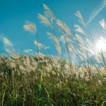 Truyện cổ tích Chim lưu lá (Hay là sự tích cây Bông Lau)