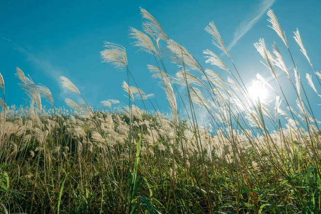 Truyện cổ tích Chim lưu lá (Hay là sự tích cây Bông Lau)