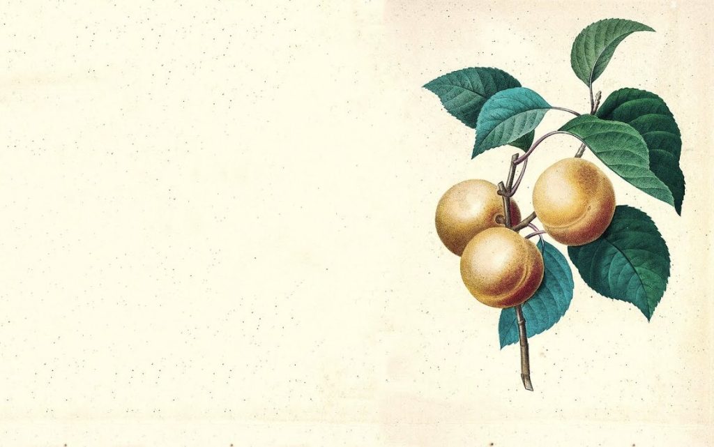 Truyện cổ tích Sự tích quả Mơ