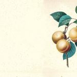 Truyện cổ tích Sự tích quả Mơ