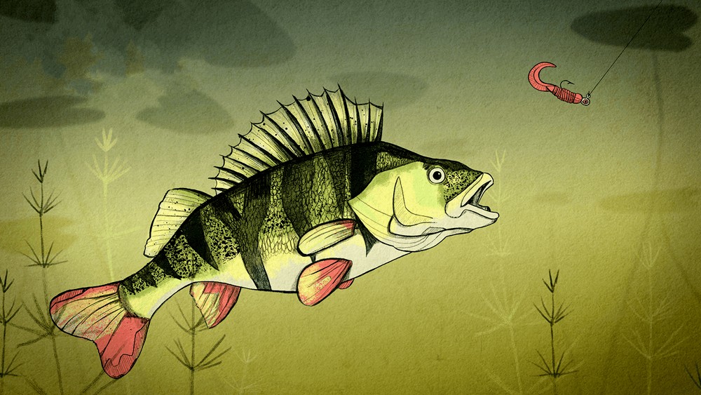 Truyện cổ tích Cá Rô Ron không vâng lời mẹ