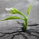 Sức sống mãnh liệt